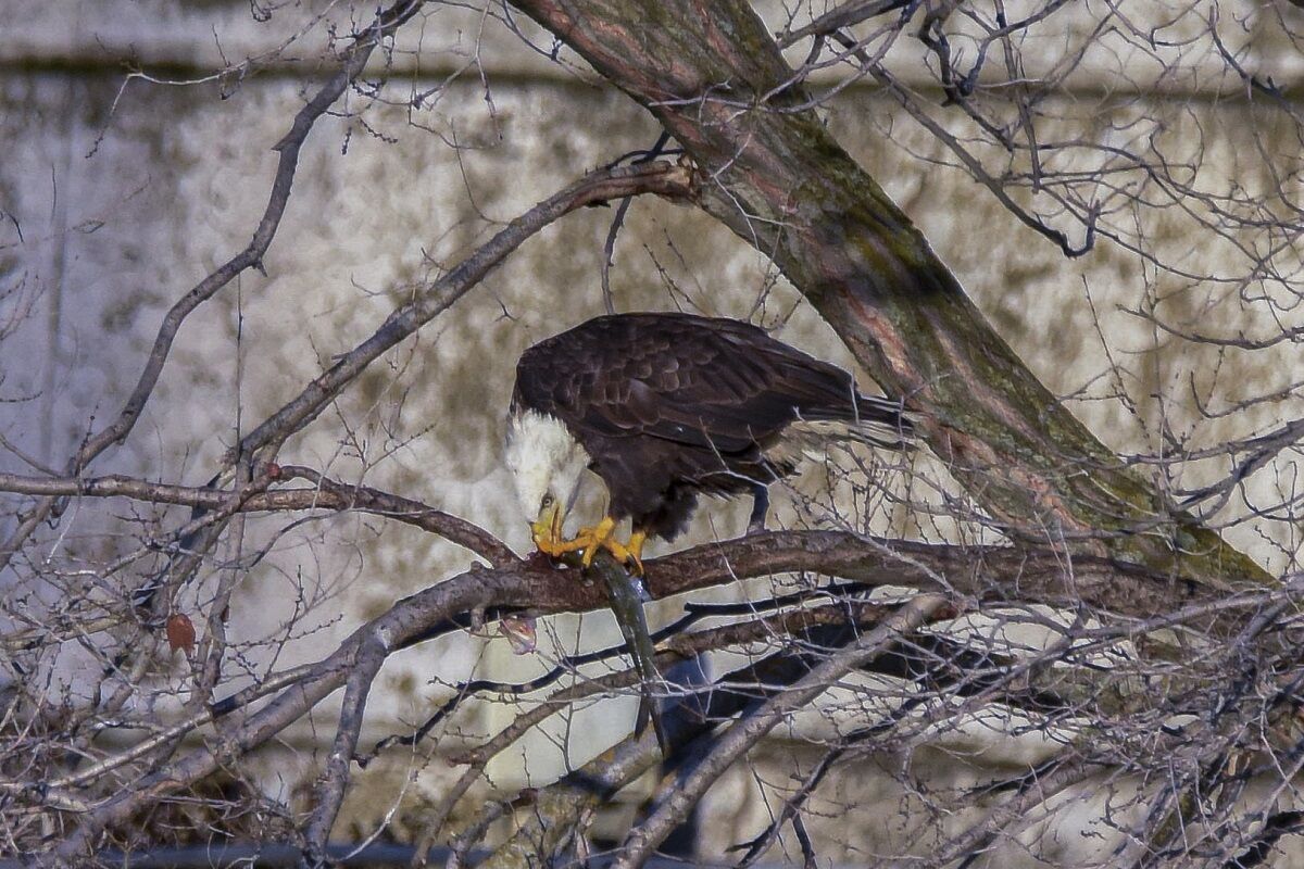 Eaglewatch fish